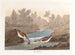 Kleine strandloper - John James Audubon — weergave van het kunstwerk