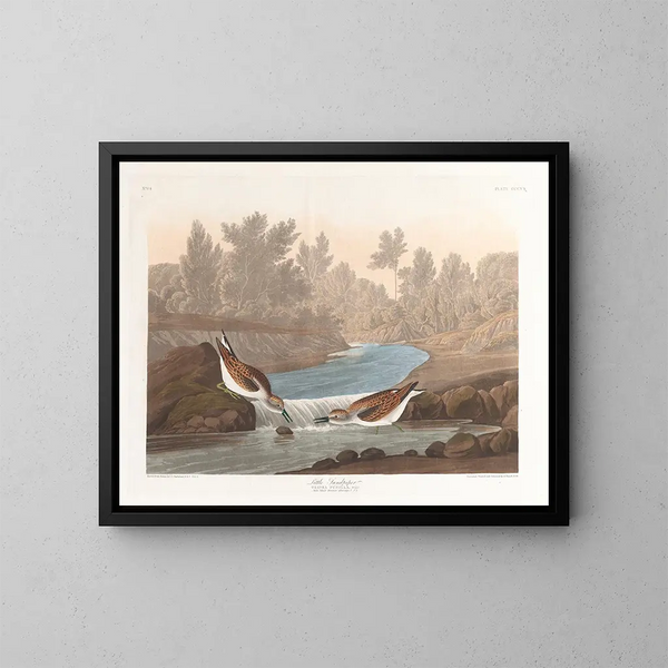 Kleine strandloper - John James Audubon — ingelijst kunstwerk aan de muur