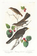 Grive fauve - John James Audubon — weergave van het kunstwerk