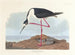 van de lange poot eend - John James Audubon — weergave van het kunstwerk