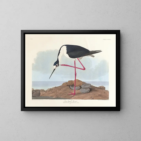 van de lange poot eend - John James Audubon — ingelijst kunstwerk aan de muur