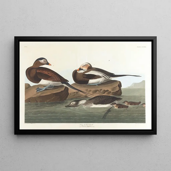 Eend met lange staart - John James Audubon — ingelijst kunstwerk aan de muur