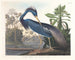 Heron van Louisiana - John James Audubon — weergave van het kunstwerk