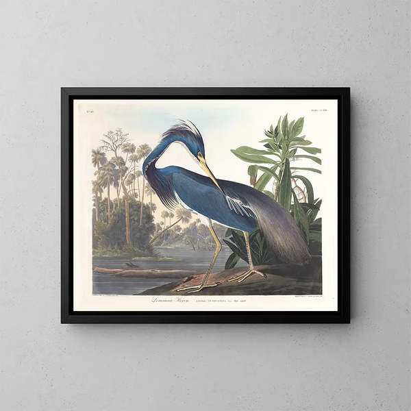 Heron van Louisiana - John James Audubon — ingelijst kunstwerk aan de muur