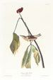 Grive de Louisiane - John James Audubon — weergave van het kunstwerk