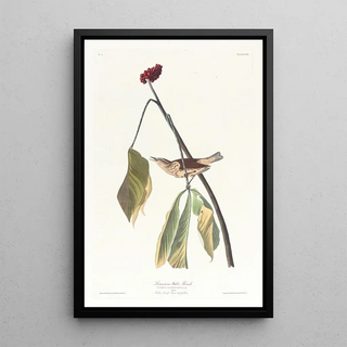 John James Audubon - Louisiana water thrush.webp