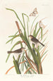 Pinson de MacGillivray - John James Audubon — weergave van het kunstwerk