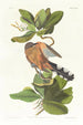 Coulicou des mangroves - John James Audubon — weergave van het kunstwerk
