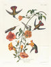 Mangrove Hummingbird Painting - John James Audubon — artwork view