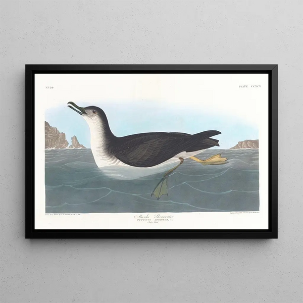 Puffin des Anglais - John James Audubon — ingelijst kunstwerk aan de muur
