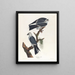 Mississippi Kite Painting - John James Audubon — framed artwork on a wall