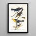 Étourneau de Nuttall Troupiale à tête jaune Oriole de Bullock - John James Audubon — ingelijst kunstwerk aan de muur