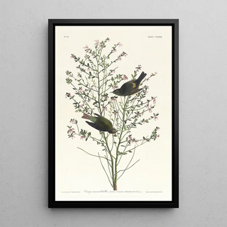 John James Audubon - Orangecrowned warbler.webp