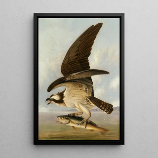 John James Audubon - Osprey and Weakfish.webp