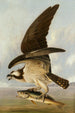Balbuzard et Poisson faible - John James Audubon — weergave van het kunstwerk