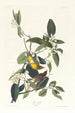 Paruline des palmiers - John James Audubon — weergave van het kunstwerk