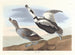 Eend met poot - John James Audubon — weergave van het kunstwerk