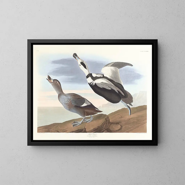 Eend met poot - John James Audubon — ingelijst kunstwerk aan de muur