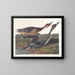 van een eend met puntige staart - John James Audubon — ingelijst kunstwerk aan de muur