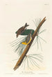 Paruline des pins - John James Audubon — weergave van het kunstwerk