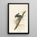 Paruline des pins - John James Audubon — ingelijst kunstwerk aan de muur