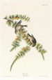 Pinson des pins - John James Audubon — weergave van het kunstwerk