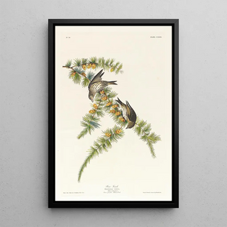 John James Audubon - Pine finch.webp