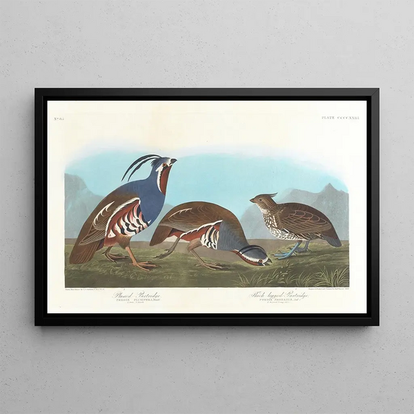 Perdrix huppée, Perdrix à pattes épaisses - John James Audubon — ingelijst kunstwerk aan de muur