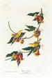 Paruline de Rathbone - John James Audubon — weergave van het kunstwerk