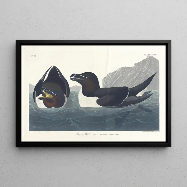 Kleine Pinguïn - John James Audubon — ingelijst kunstwerk aan de muur
