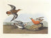Phalarope à bec rouge - John James Audubon — weergave van het kunstwerk