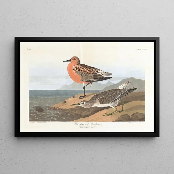 Bécasseau à poitrine rousse - John James Audubon — ingelijst kunstwerk aan de muur