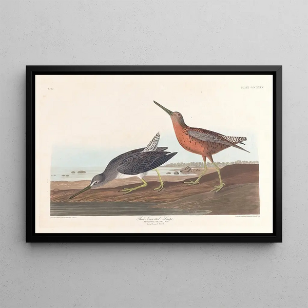 Bécassine à Poitrine Rouge - John James Audubon — ingelijst kunstwerk aan de muur