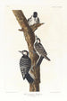 Pic à face blanche - John James Audubon — weergave van het kunstwerk