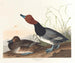 Eendje met kastanjebruine veren - John James Audubon — weergave van het kunstwerk