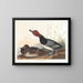 Eendje met kastanjebruine veren - John James Audubon — ingelijst kunstwerk aan de muur