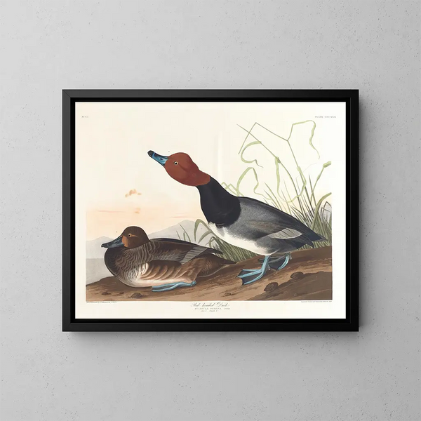 Eendje met kastanjebruine veren - John James Audubon — ingelijst kunstwerk aan de muur