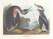 Zwarte kuifduiker - John James Audubon — weergave van het kunstwerk