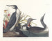 Duikende katmarin - John James Audubon — weergave van het kunstwerk