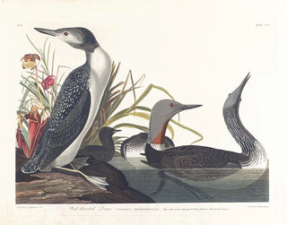 John James Audubon - Redthroated diver.webp