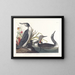 Duikende katmarin - John James Audubon — ingelijst kunstwerk aan de muur