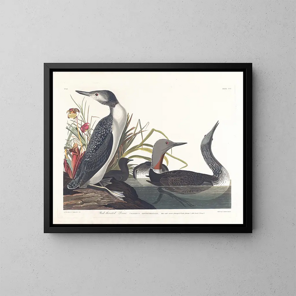 Duikende katmarin - John James Audubon — ingelijst kunstwerk aan de muur
