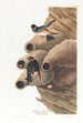 Hirondelle républicaine ou Hirondelle des falaises - John James Audubon — weergave van het kunstwerk