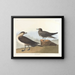 De jager van Richardson - John James Audubon — ingelijst kunstwerk aan de muur