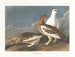 Groep rots - John James Audubon — weergave van het kunstwerk