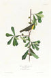 Paruline de Roscoe - John James Audubon — weergave van het kunstwerk