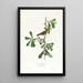 Paruline de Roscoe - John James Audubon — ingelijst kunstwerk aan de muur
