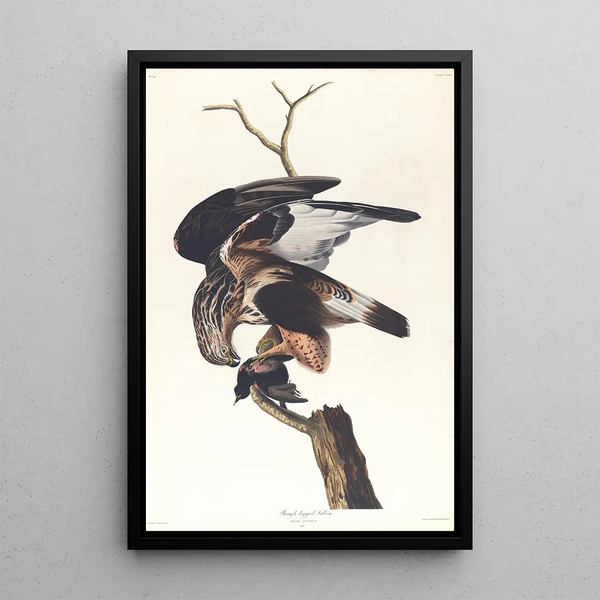 John James Audubon - Roughlegged falcon.webp