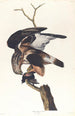 Faucon à pattes ruggeuses - John James Audubon — weergave van het kunstwerk