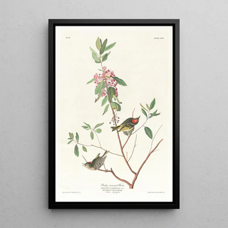 John James Audubon - Ruby crowned wren.webp